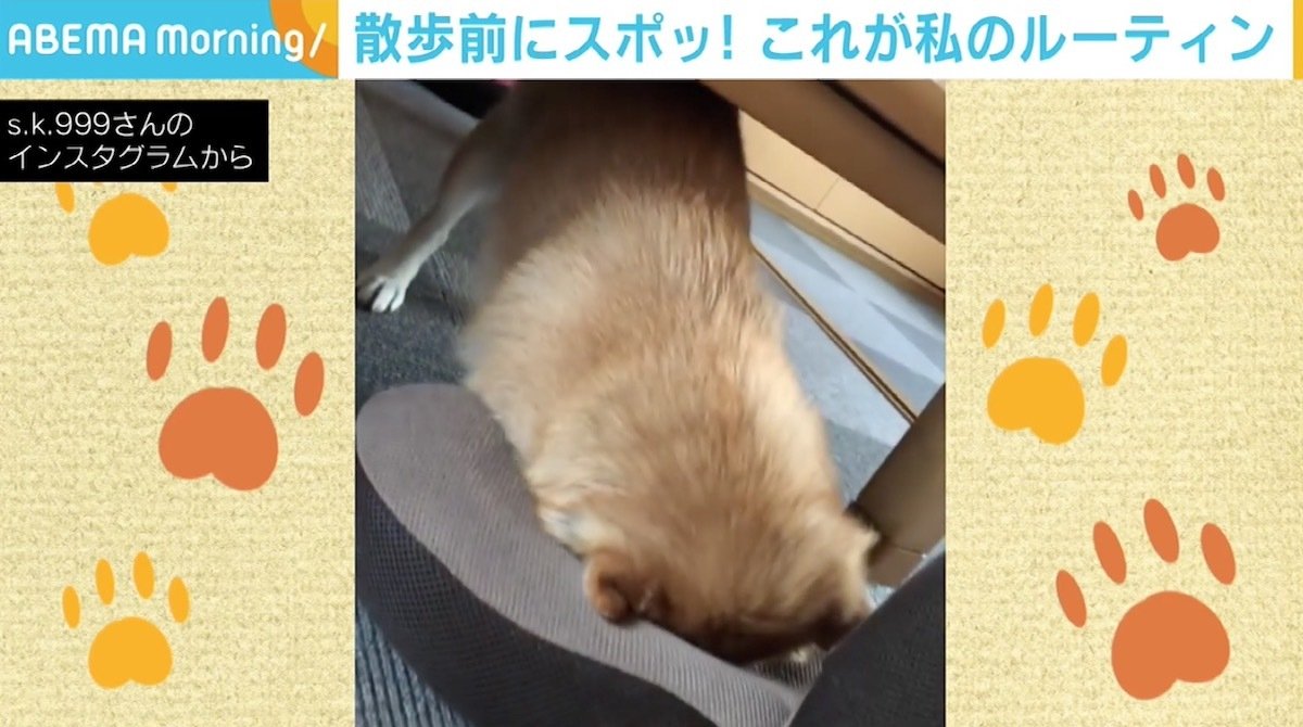 散歩行くで 顔をスポッ 柴犬の ルーティン が話題 たまらなくかわいい 国内 Abema Times