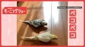 息ピッタリ！　2羽で“ペコペコ”するインコさん　なぜそろってお辞儀するの？