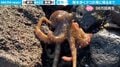 海を目指し陸を歩くタコ 必死に岩場を進む姿に「ついつい応援しちゃった」「なんか感動した」と約100万回再生
