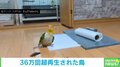 インコが歌いながら“ペタペタ”と踊る リズムよく動く姿に「可愛すぎ」「オモチャ感すごいｗ」の声