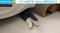 何をしてるの？ ソファに頭を突っ込み、お尻と足だけペタンと出す猫！目的不明すぎる姿に「かわいい足w」「癒やし」の声