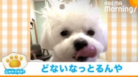 【映像】犬のクセ強な“芸術的ヘアスタイル”