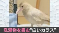 【映像】白いカラスの「恩返し」