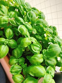 渡辺美奈代『家庭菜園で採れた』