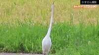 長い首を“ゆらゆら” サギが奇妙なダンス