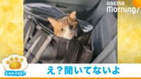 【映像】え…聞いてませんよ? バックの中にゆっくり隠れる猫