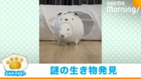 【映像】チンチラが“謎の生き物”になるまでの様子