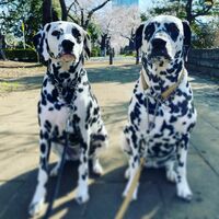 高岡早紀『桜をバックに記念撮影』