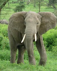 蛯原英里『むくみが!』