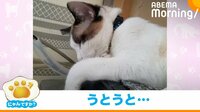 【映像】ウトウト…こてっ 猫の寝落ち