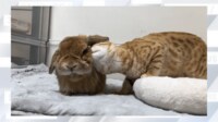 【映像】顔を押しつけ“ウサ吸い”する猫