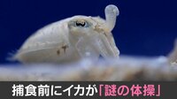 【映像】イカが見せた謎の柔軟体操