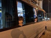 江野沢愛美＆坂口風詩がバスの窓からひょっこり 「ドラ恋」オフショット