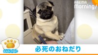 【映像】必死に“カリカリ”とアピールする犬