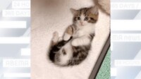 自分のしっぽで遊ぶ子猫「心を鷲掴みされました」