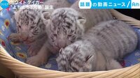 話題の動画ニュース - ホワイトタイガー “よちよち3兄弟”誕生(6日配信) | 動画視聴は【Abemaビデオ(AbemaTV)】