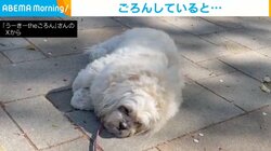 道端で突然ごろん！犬の“散歩拒否”をする姿に遭遇した外国人夫婦も思わず「今日の散歩は終わりかい？」とほっこり