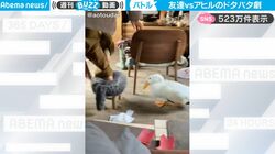 まるでアニメのワンシーン！人間がアヒルと追いかけっこ！「トムとジェリー」みたいなドタバタ感にほっこりする人続出