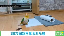 インコが歌いながら“ペタペタ”と踊る リズムよく動く姿に「可愛すぎ」「オモチャ感すごいｗ」の声