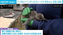 卵からクチバシが覗く誕生の瞬間も…ペンギンの赤ちゃん マレーバクの赤ちゃんは独特の模様に注目 米・独