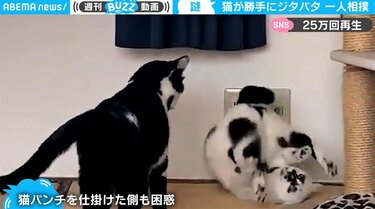 猫パンチを被弾した猫が七転八倒！ 過剰なリアクションに猫“困惑”の一