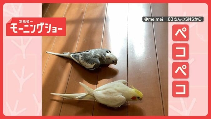 息ピッタリ！　2羽で“ペコペコ”するインコさん　なぜそろってお辞儀するの？ 1枚目