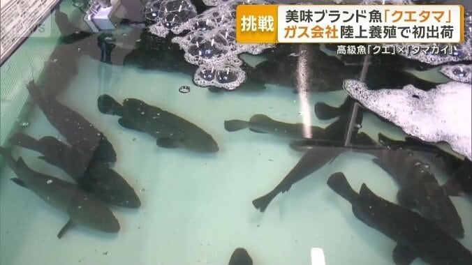 水温管理が重要な陸上養殖