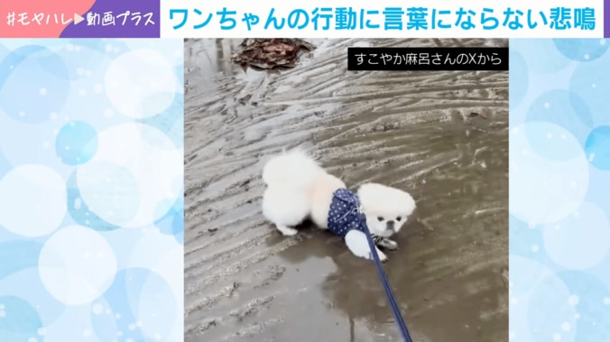 ペキニーズのすこやか麻呂くん（2歳）