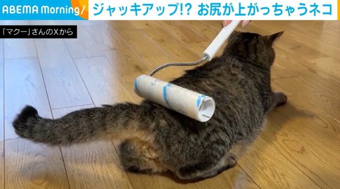 ネコのトラくん（9歳）