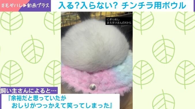 アンゴラチンチラのまろすけくん