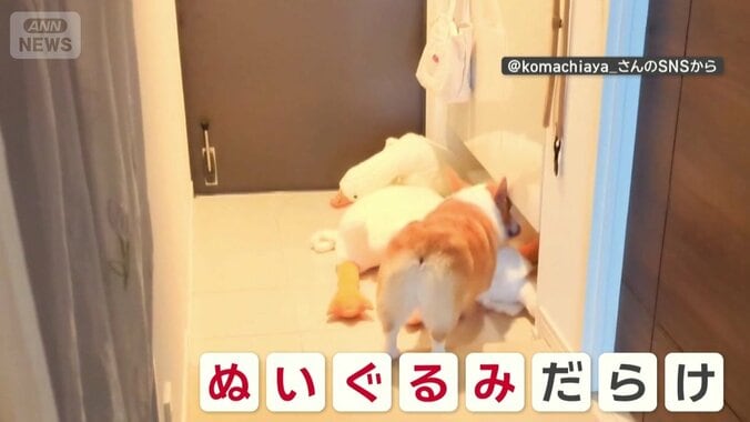 繰り返し運び…ぬいぐるみだらけに！