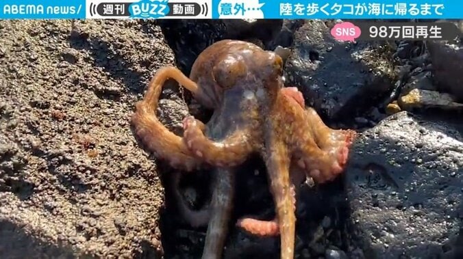 海を目指し陸を歩くタコ 必死に岩場を進む姿に「ついつい応援しちゃった」「なんか感動した」と約100万回再生 1枚目