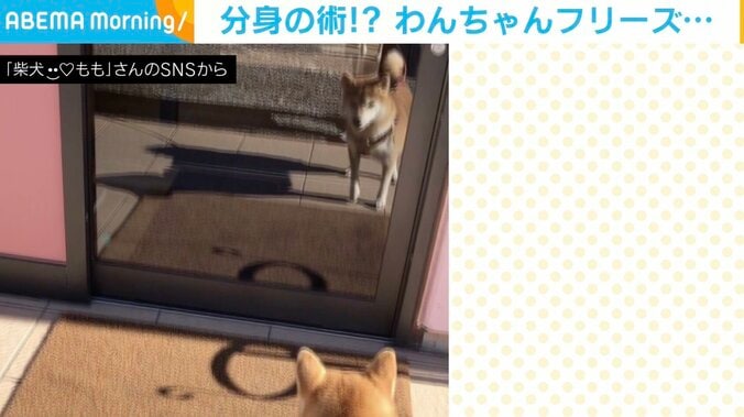 “何体もの自分”が現れフリーズする柴犬 分身の術のような状況に「忍びの術師」「ガン見してて可愛いな」の声 1枚目