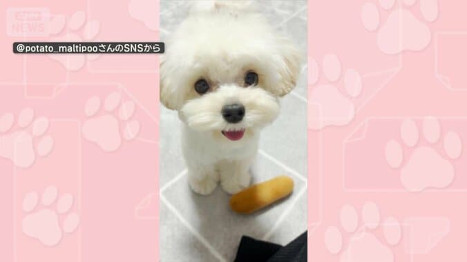 飼い主と遊ぶ