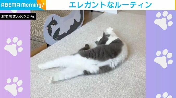 ブリティッシュショートヘアのおもちちゃん