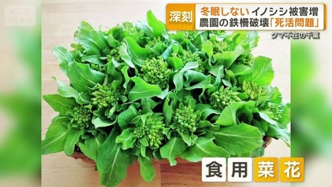 食用の菜花