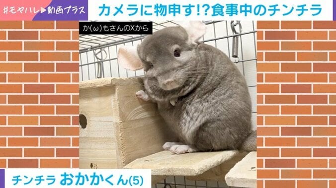 チンチラ
