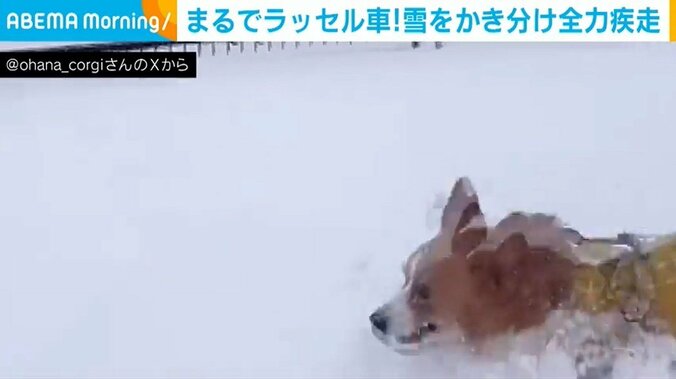 コーギーのオハナちゃん