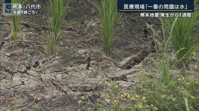 田んぼ