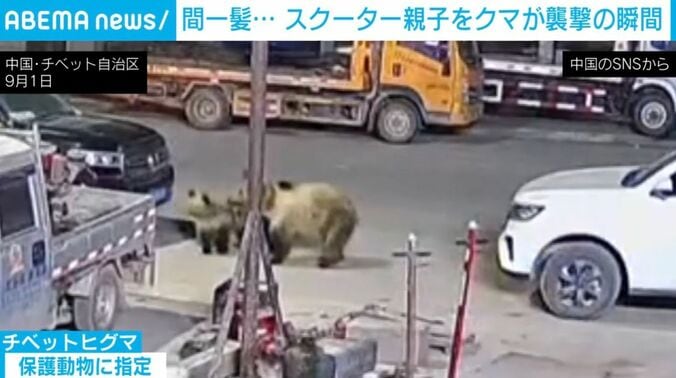 チベットヒグマ