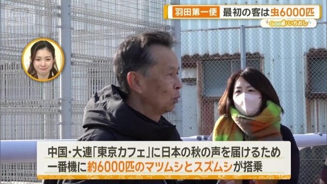 正解は「（2）6000匹のマツムシとスズムシ」