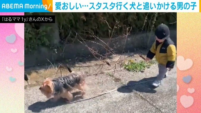 はるくん（1歳半）とヨークシャー・テリアのるぅくん（7歳）