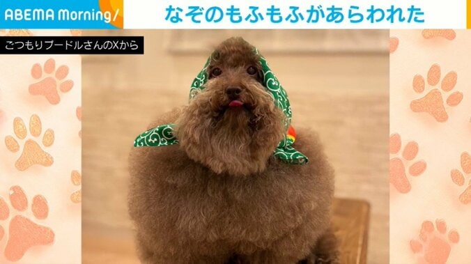 トイプードルのちろるちゃん