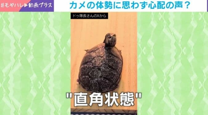 ミシシッピニオイガメ・ぽのちゃん