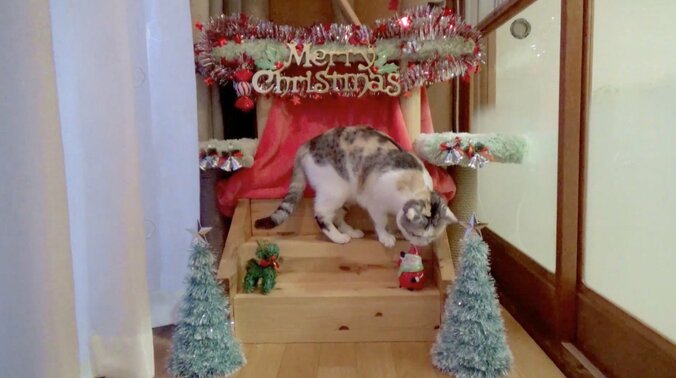 猫「もふもふにゃ〜！」　手作りこたつに興奮する猫がかわいすぎる 5枚目