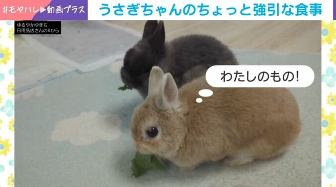 うさぎのコユキちゃんとすばるくん