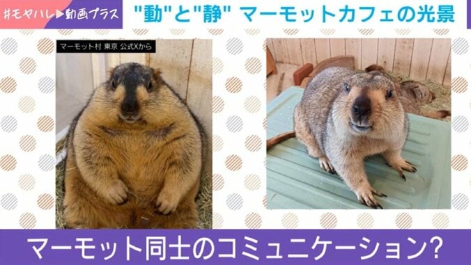 マーモット