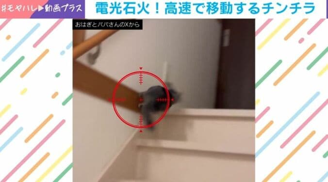 チンチラのおはぎくん