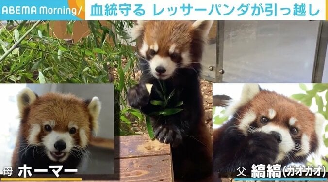 貴重な血統を守るため 日本平動物園のレッサーパンダ「れいか」が親元を離れ引っ越し 2枚目