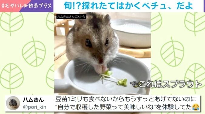 ハムスターが“豆苗狩り”!?